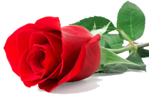 Single Red Rose PNG Clip art