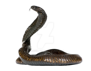 Snake PNG Clipart PNG Clip art