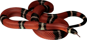 Snake PNG File PNG Clip art