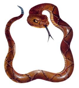 Snake PNG Photos PNG Clip art
