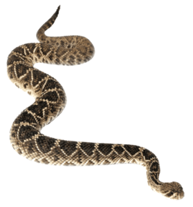 Snake PNG Picture PNG Clip art