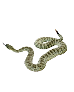 Snake PNG Transparent Picture PNG Clip art