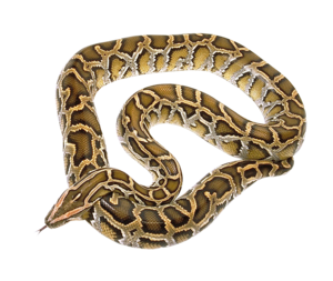 Snake Transparent PNG PNG Clip art