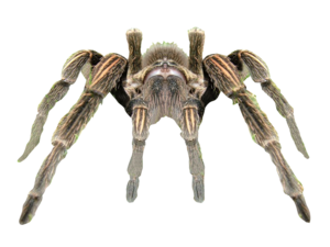 Spider Transparent Background PNG Clip art