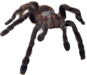 Spider Transparent PNG PNG Clip art