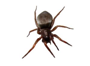 Spider With White Bottom PNG PNG Clip art