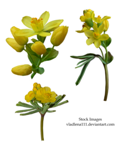 Spring Flower PNG Pic PNG Clip art