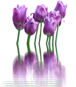 Spring Flower PNG Transparent Clip art