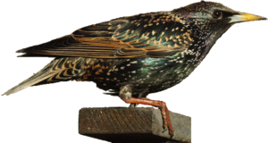 Starling PNG Free Download PNG Clip art