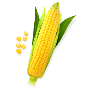 Sweet Corn PNG File PNG Clip art