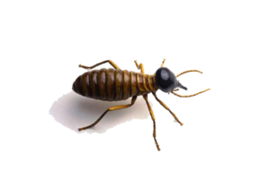 Termite PNG Image Clip art