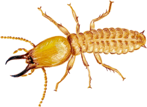 Termite PNG Photo Clip art