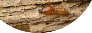 Termite PNG Pic PNG Clip art