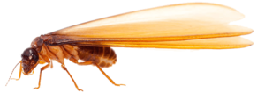 Termite PNG Picture Clip art
