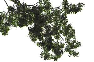Tree Leaves PNG Transparent Image PNG Clip art