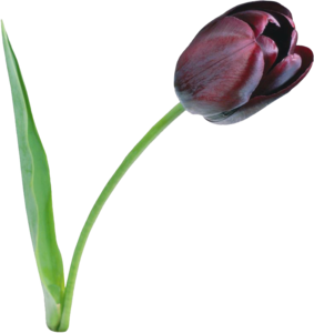Tulip PNG File Clip art
