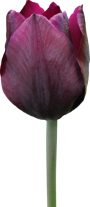 Tulip PNG Free Download PNG Clip art