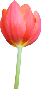 Tulip PNG HD Clip art