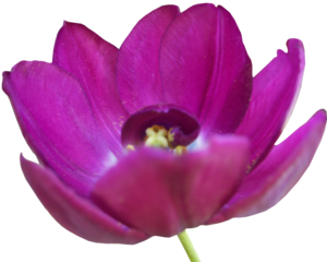 Tulip PNG Pic Clip art
