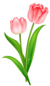 Tulip PNG Picture PNG Clip art