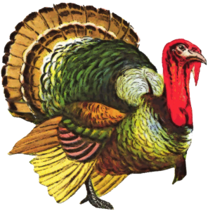 Turkey PNG File PNG icons