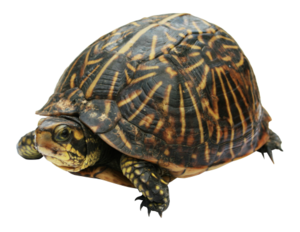 Turtle PNG Clipart PNG Clip art