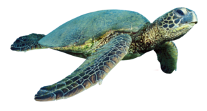 Turtle PNG Photo PNG Clip art