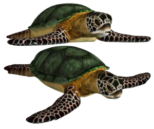 Turtle PNG Transparent Image PNG Clip art