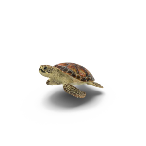 Turtle Transparent Background PNG Clip art