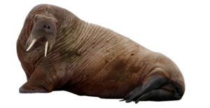 Walrus PNG Clipart Clip art