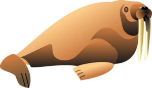 Walrus PNG File PNG image