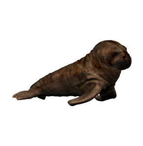 Walrus PNG Photo PNG images