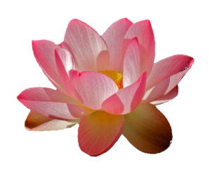 Water Lily PNG File PNG image
