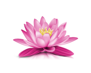 Water Lily PNG Transparent Picture Clip art