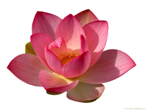 Water Lily PNG Transparent Clip art