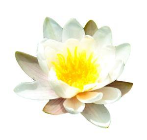 Water Lily Transparent Background PNG Clip art