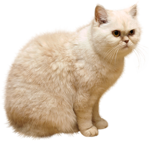 White Cat PNG PNG Clip art