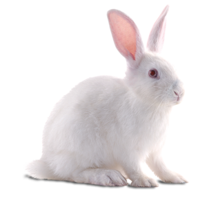 White Rabbit PNG Clip art