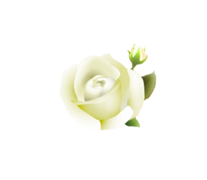 White Rose PNG Clipart PNG Clip art