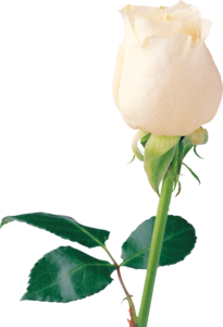 White Rose PNG File PNG Clip art