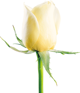 White Rose PNG Image Free Download PNG Clip art