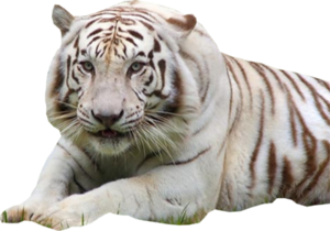 White Tiger PNG File PNG Clip art