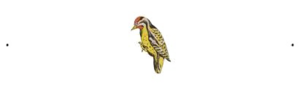 Woodpecker PNG Clipart PNG Clip art