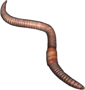 Worms PNG Photos PNG Clip art