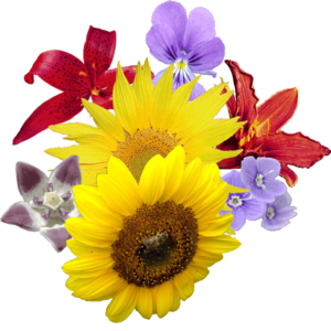 Yellow Flowers Bouquet PNG Image PNG Clip art