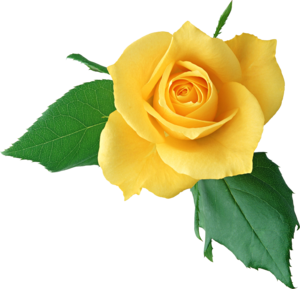 Yellow Rose PNG Clipart PNG Clip art