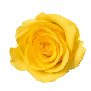 Yellow Rose PNG Image PNG Clip art