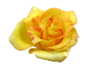 Yellow Rose PNG Pic PNG Clip art