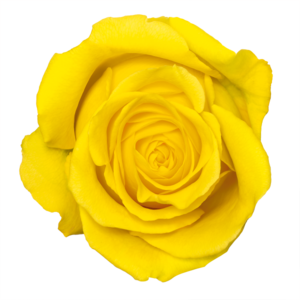 Yellow Rose Transparent PNG PNG Clip art