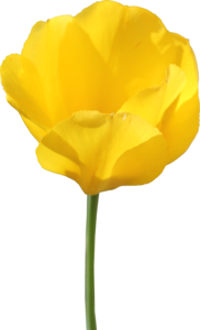 Yellow Tulip PNG PNG Clip art